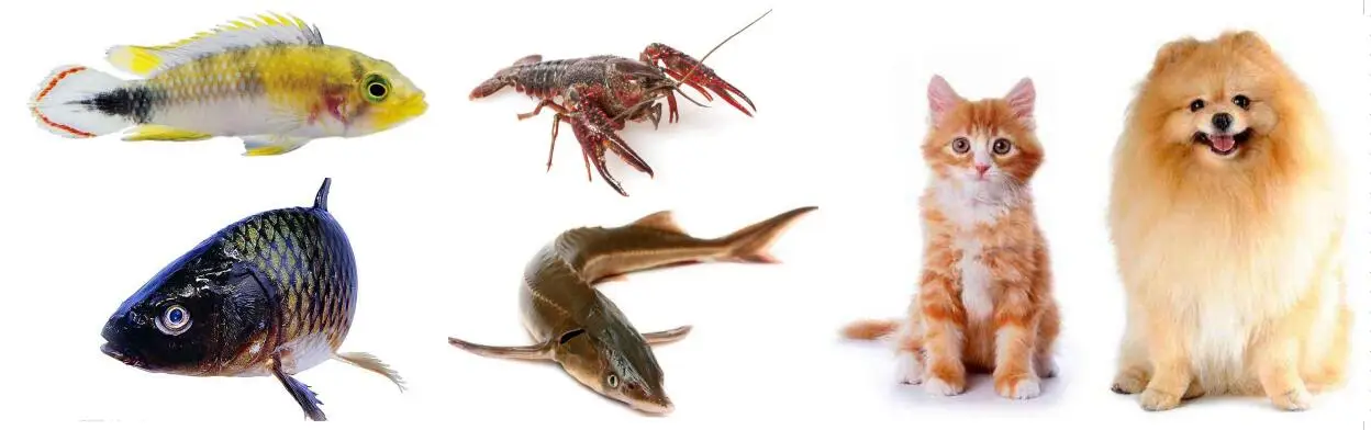 post bed roller feed sewing machine