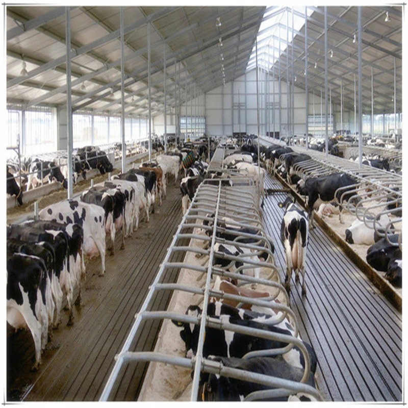 Prefabricated Warehouse Light Steel Structure Cow Farm Building For