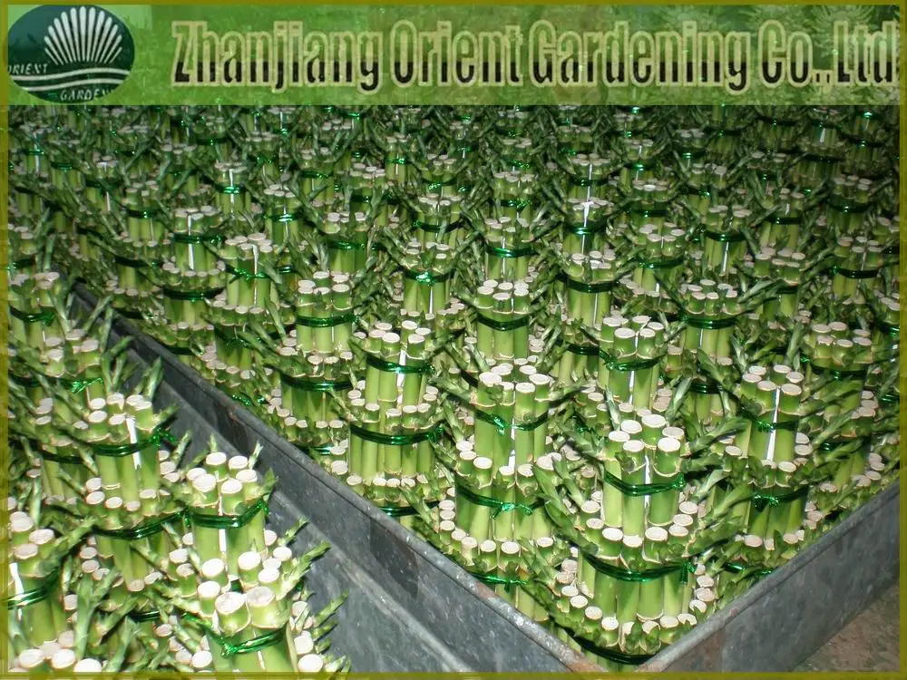 3-layer tower bamboo5