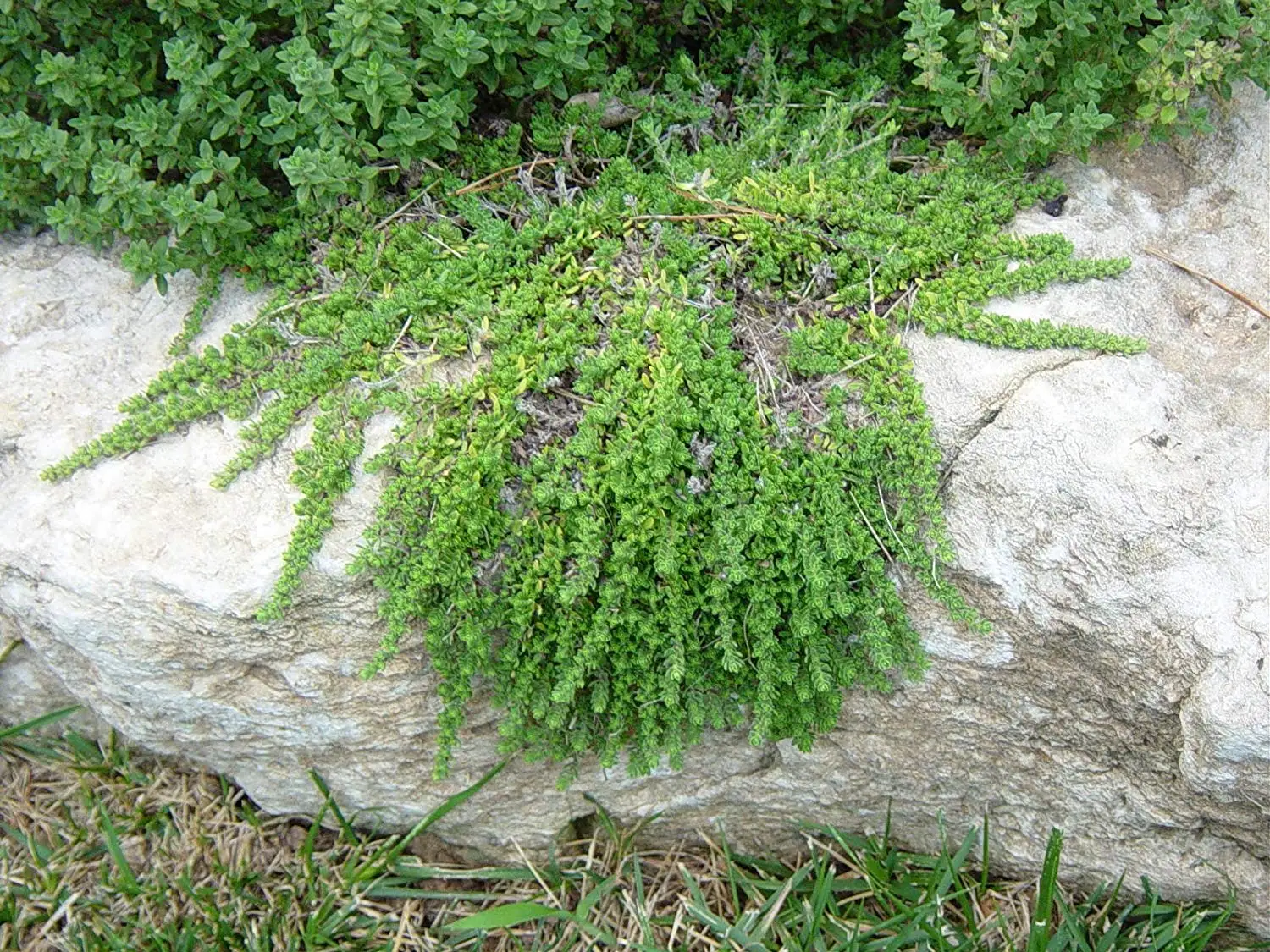 common thyme ground cover
