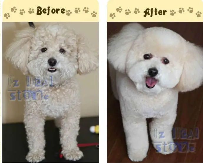 low price dog grooming