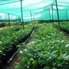 Shadow Nets Manufacturer Solar Shade Nets for Vegetables Sun and Shade Awning