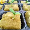 free samples 80kg m3 hydroponic rock wool cubes