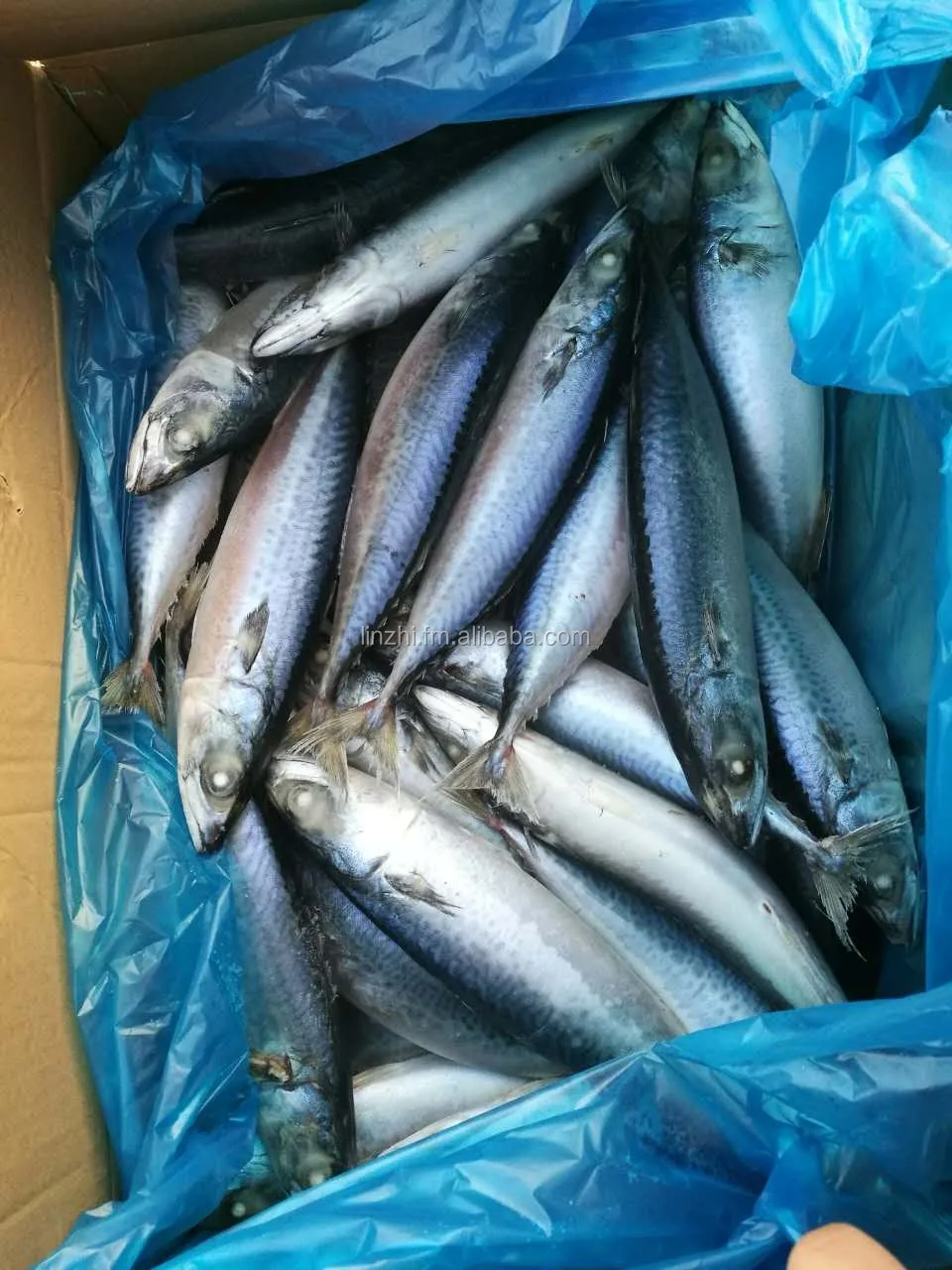 Frozen Mackerel Fish Buy Mackerel Frozen Whole Fish Frozen Whole Mackerel Product On Alibaba Com