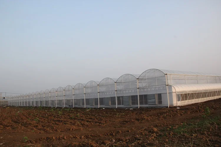 Plastic Single Span Tunnel Greenhouse For Sale Agricultural Equipment Greenhouse Buy