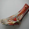 HOT SALE medical muscles of foot with main vessels and nerves human foot model