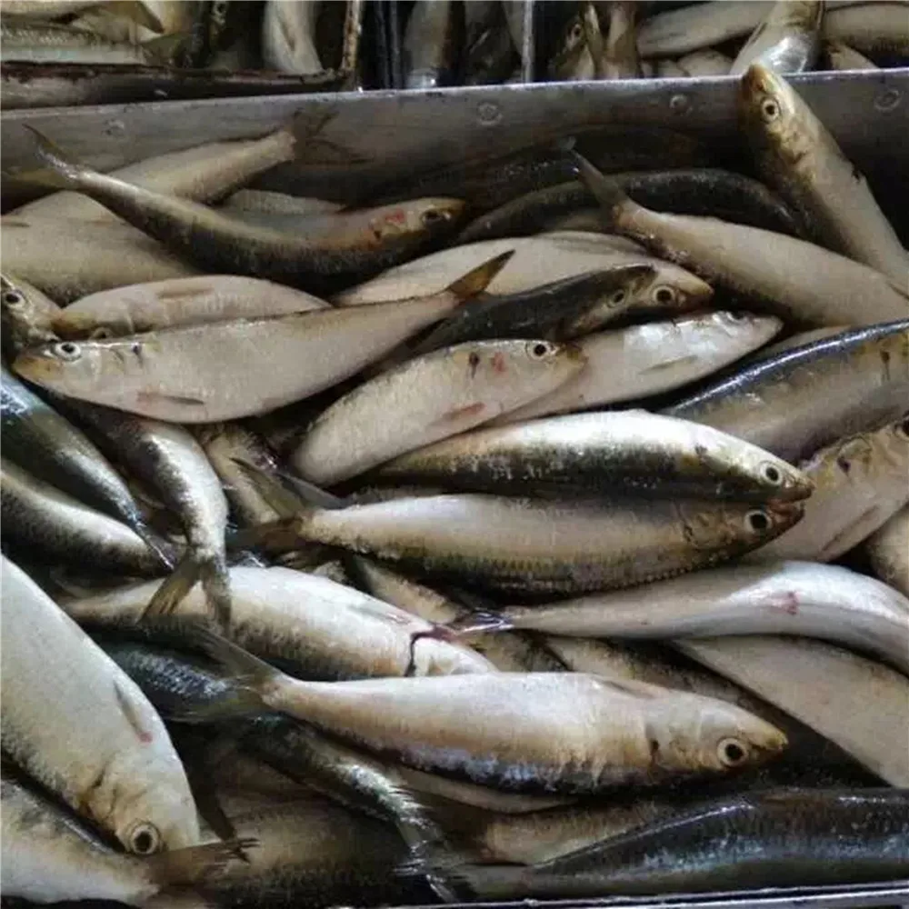 Norway Stockfish Sardine Fishing Net Canned Sardine Fish Buy Sardine