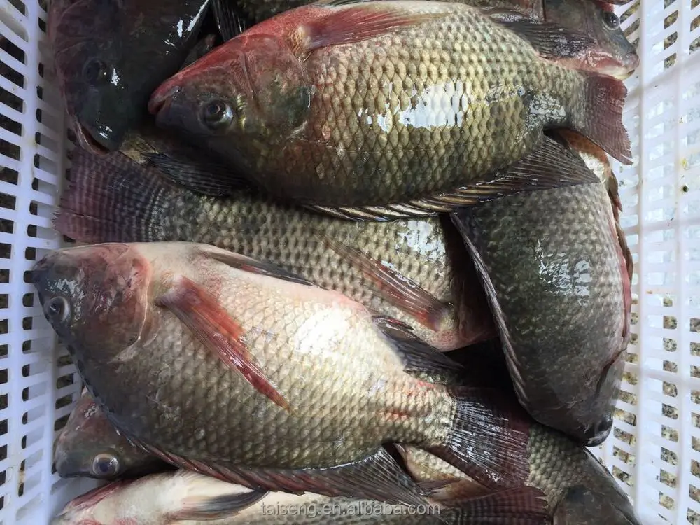 Grosir Pertanian Makanan Afrika Diangkat Tilapia Dengan Produk Ikan Buy Ikan Nila W R Produk Ikan Yang Disertakan Grosir Afrika Makanan Ikan Nila Pertanian Product On Alibaba Com