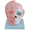 brain structure with cerebral artery anatomy model