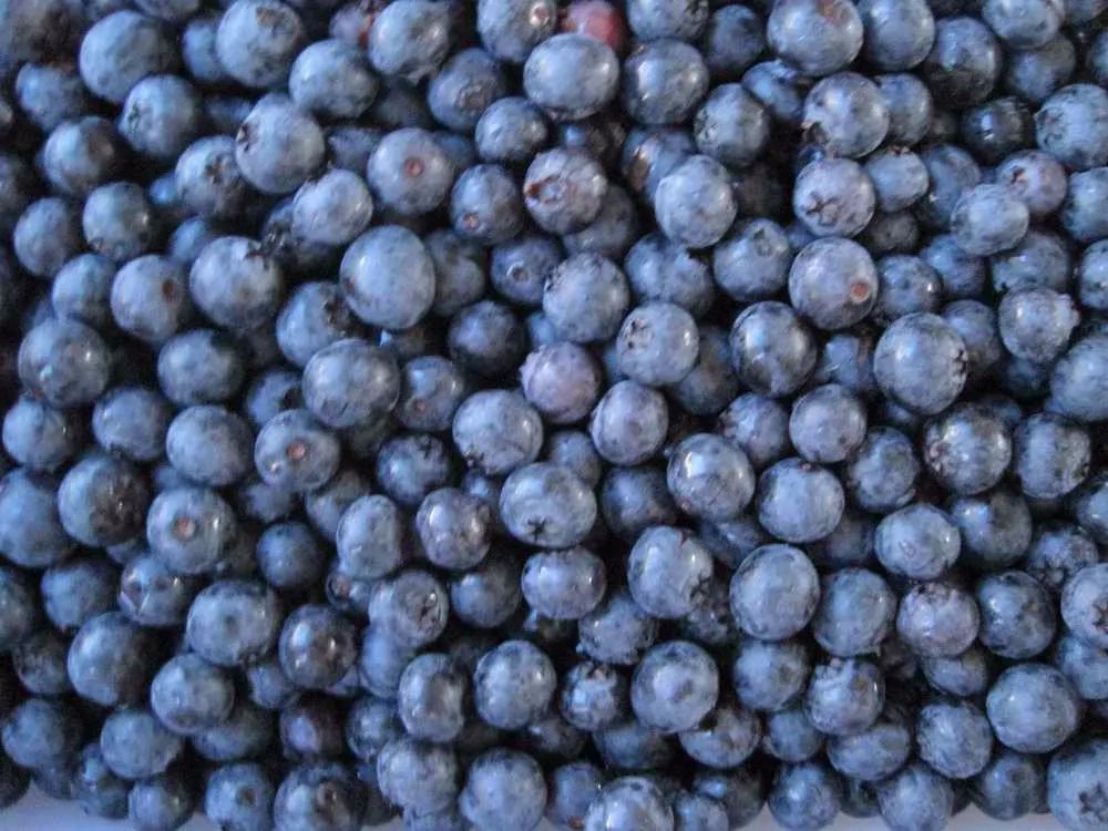 Blueberry fx