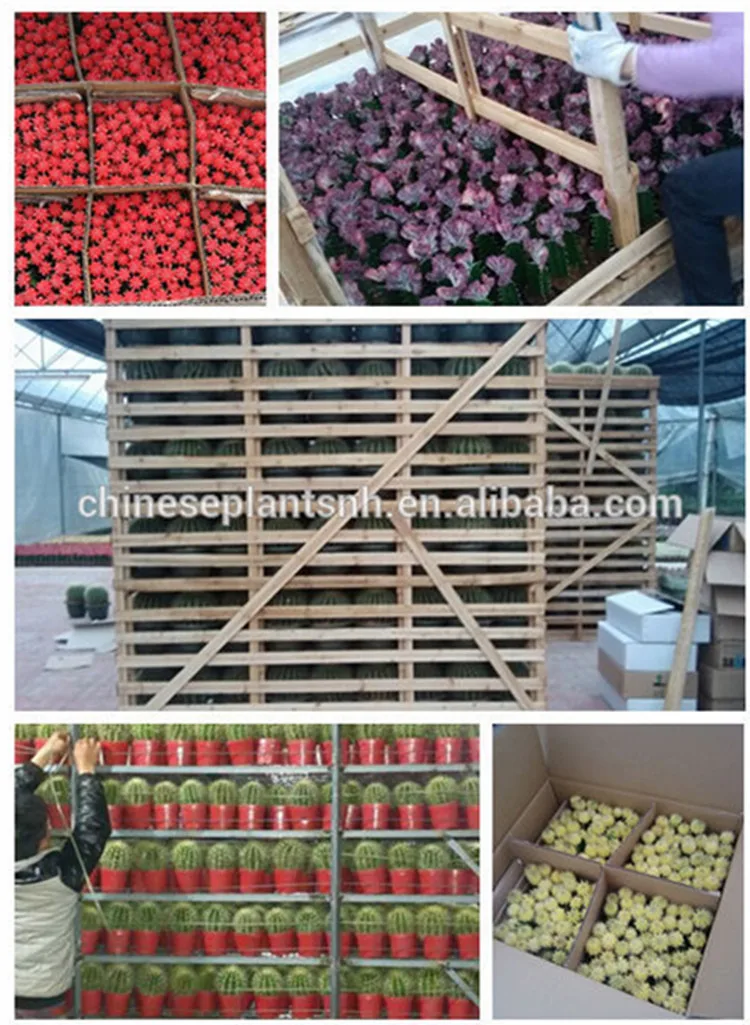 Natural-Plant-Cactus