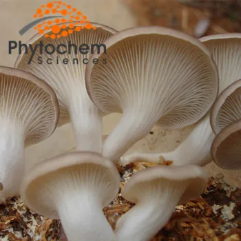 纯牡蛎蘑菇产卵抗氧化剂 - buy oyster mushroom spawn,pure oyster