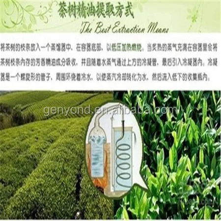 Tea Tree Distiller Distillation Equipment Extractor Extraction Machine ...