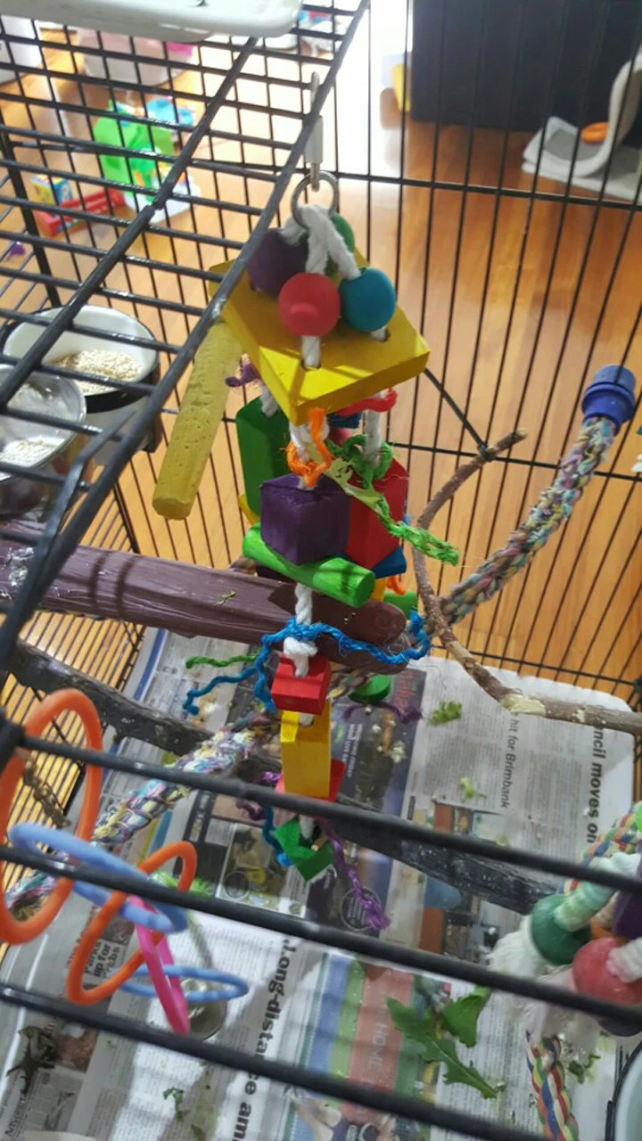 Tanio Zabawki dla ptaków, zabawka do sklep