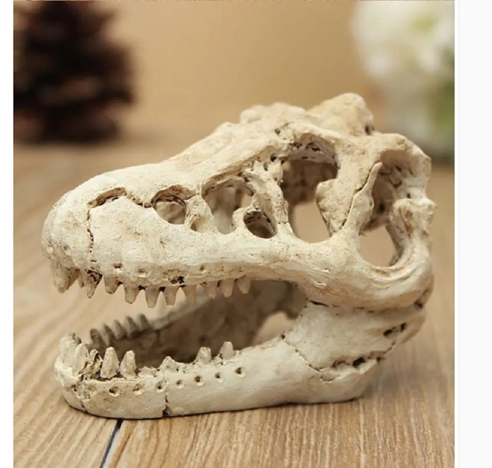 cheap dinosaur fossils