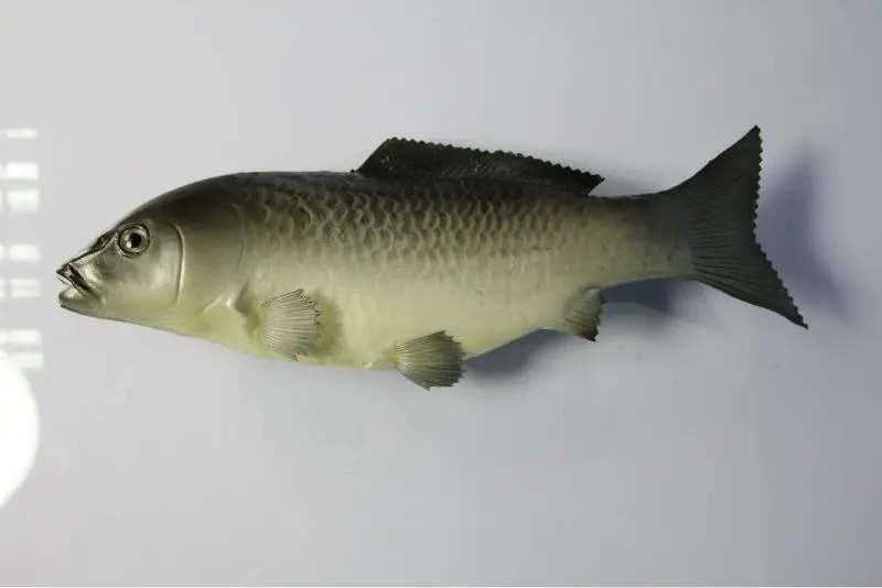 Fake Plastic Fish Buy Large Plastic Fish,Decorative Fish,Manmade