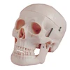 Durable adult skull medical science model with cervical vertebra