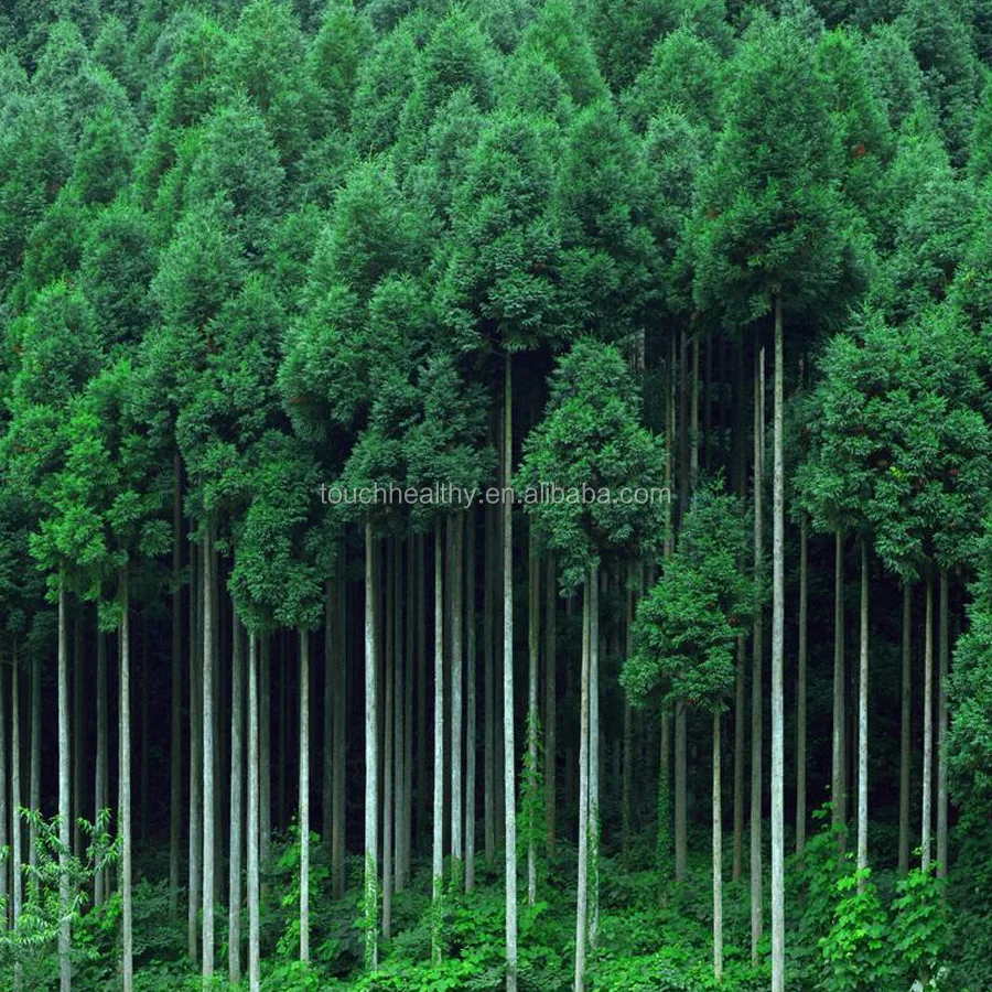 Площадь лесов в японии. Киото). Бамбуковый лес сагано. Площадь лесов в японии. Бамбуковый лес арасияма киото.