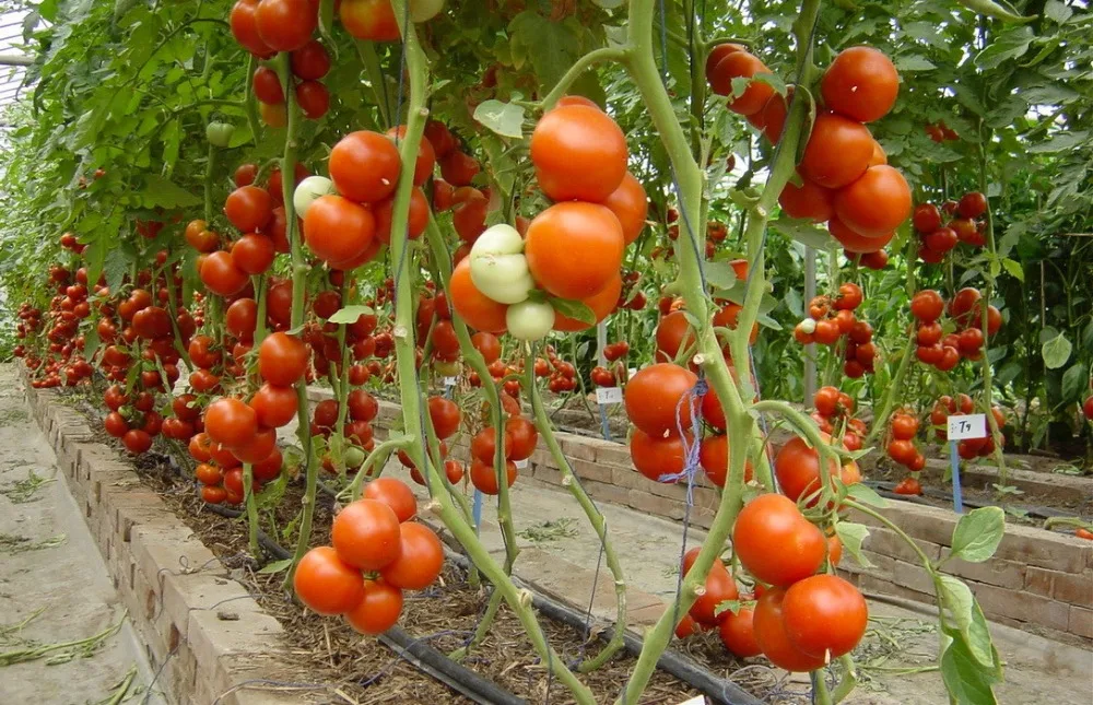 トマト植物用nft水耕栽培飼料システム Buy 水耕システムのための販売 トマト水耕 水耕システム Product On Alibaba Com