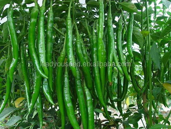 chilli seed04.jpg