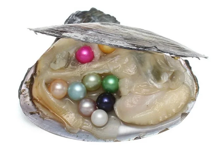wholesale round pearl in one pearl oyster shell