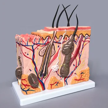 Biology Human Anatomical Skin Block Models - Buy Human ...