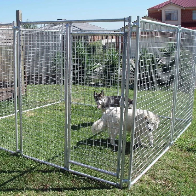 kennel dog outdoor