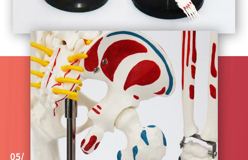 10 artificial skeleton.jpg