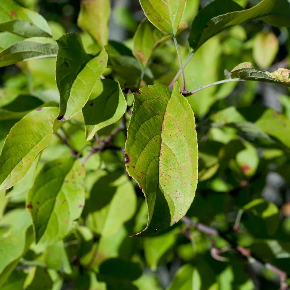 Full Sun Red Fruit Color Tree Seedling Malus Asiatica Crab Apple