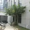guangzhou manufacture hot sell shopping mall central business district half conapy artificial banyan tree
