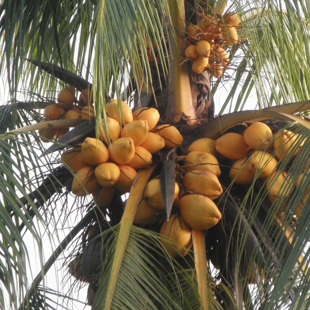 Full Sun Medium Water Fruit Sapling Cocos Nucifera Coconut Seedling ...