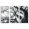 Nature Beauty Black and White Tree Branches Canvas Printing Wall Decor Solid Pine Wood Framed Arts Room Decoration Wholesale