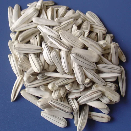 white sunflower seed.JPG