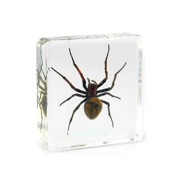 real ghost spider dried insect teaching embedded specimen toys