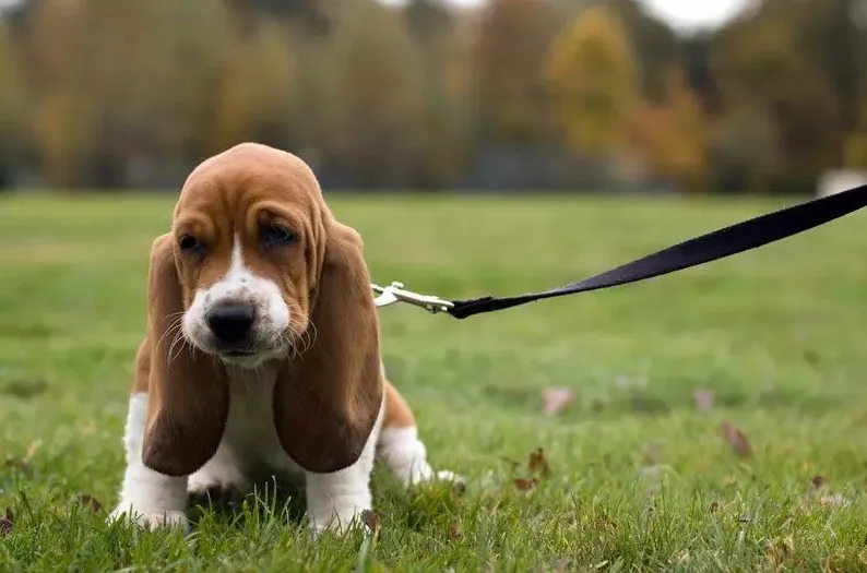 basset hound peluche