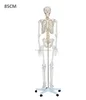 85cm human Artificial plastic skeleton models with 200pcs bones