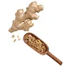 Exported fresh chinese mature ginger
