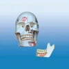 BIX-L1013 Human-emulated Skull Model