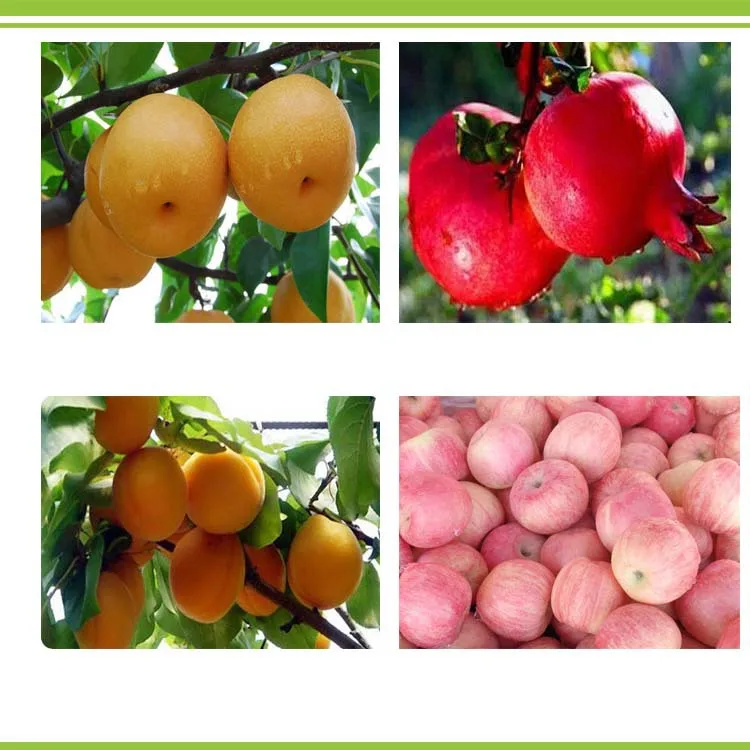 Bio fruit compound microorganism fertilizer