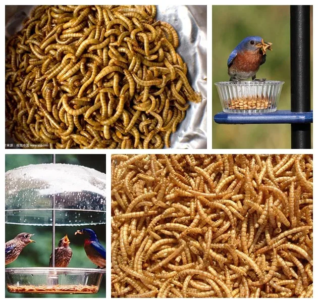 Mealworms For Birds