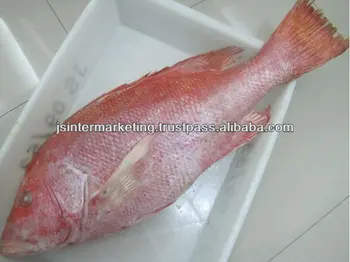 Thailandia Qualita High Frutti Di Mare Pesce Congelato Red Snapper Buy Red Snapper Congelati Red Snapper Pesce Congelato Product On Alibaba Com