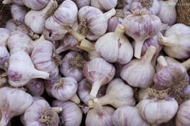 Garlic and Ginger of SPICE VEGETABLE