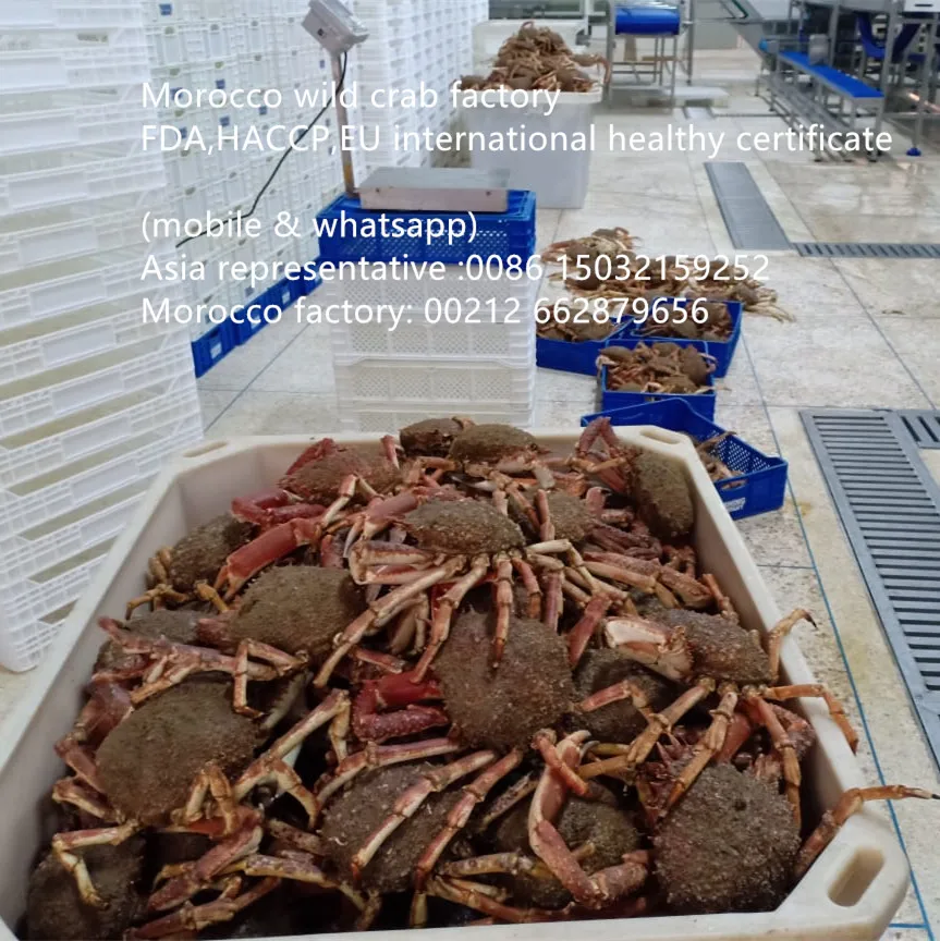 live crab 008615032159252