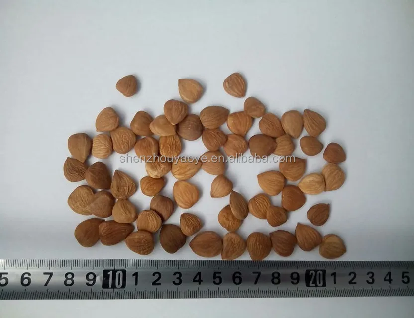 
Chengde Chinese Bitter Apricot Kernels/Dried Apricot Kernels 