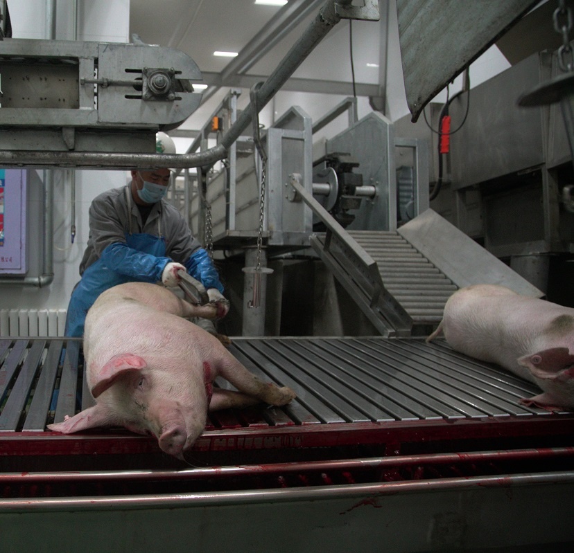 Pig Slaughter Equipment Of Automatic Robot Pig Carcass Splitting Saw
