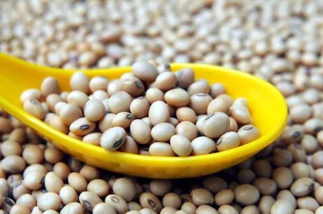 Image result for soya bean