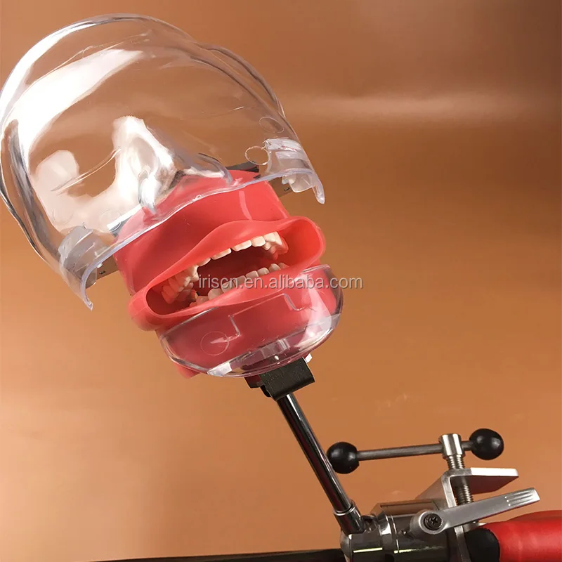 Simple Type Phantom Head Dental Manikins And Models With Clear Plastic