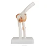 Nature Size Human Elbow Joint Plastic Model