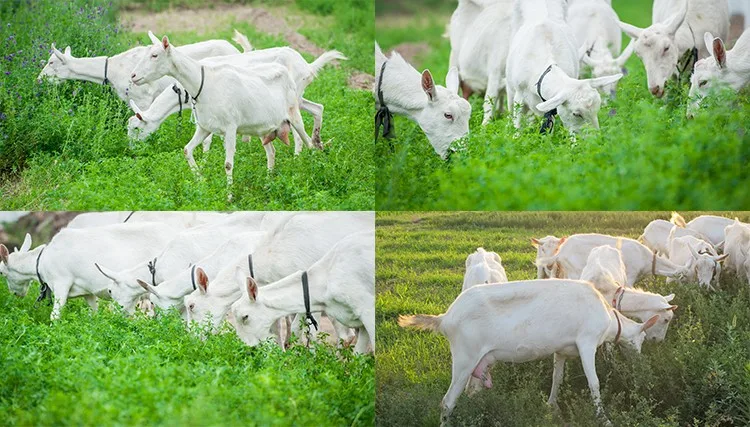 Sterilized dry instant formula no sugar free goat milk powder for middle and old age people 800gm