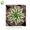 Natural colorful Agave live plants from China